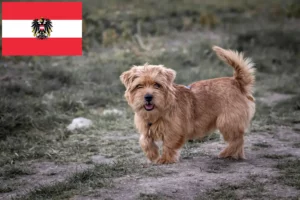 Scopri di più sull'articolo Allevatori di Norfolk Terrier e cuccioli in Austria