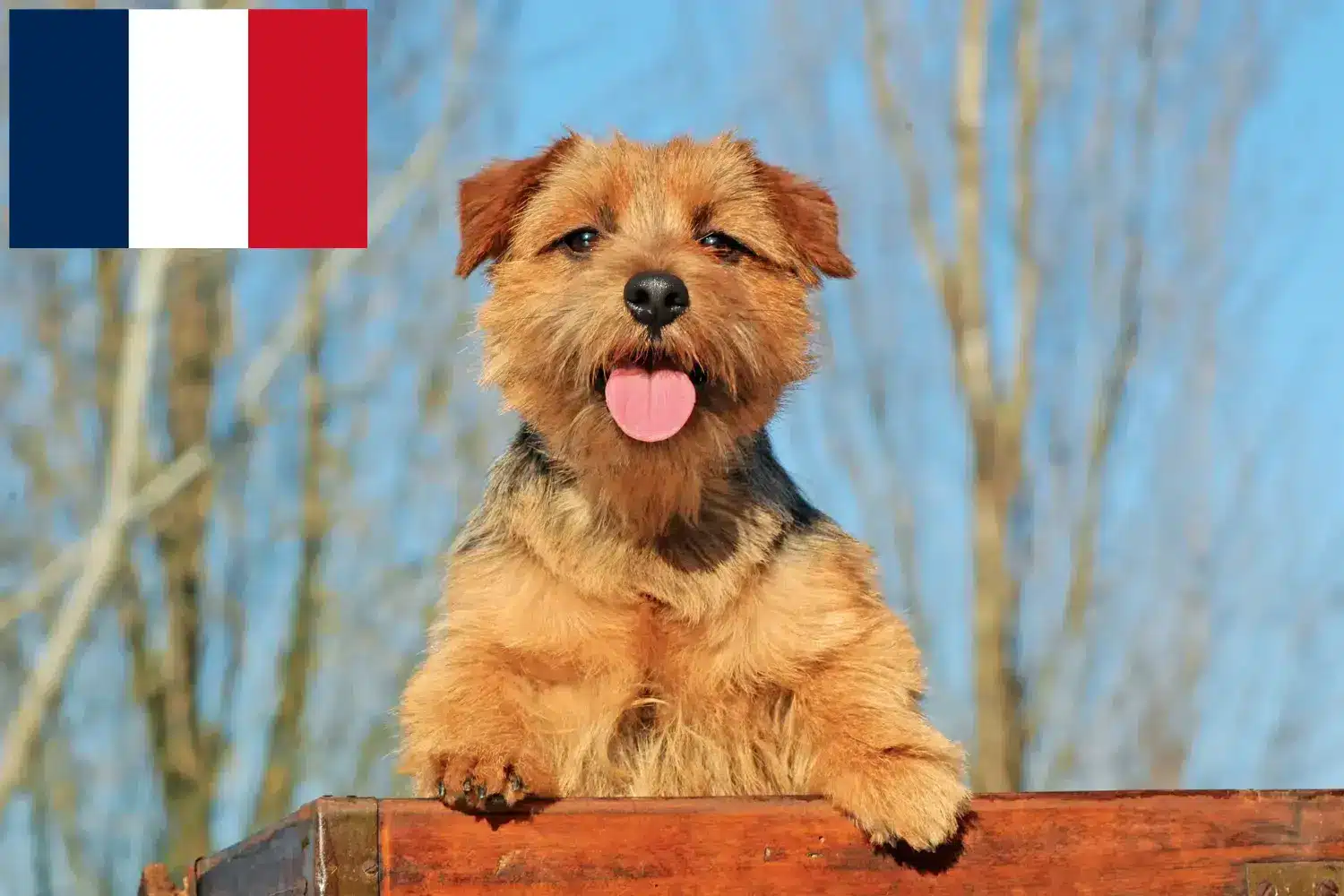 Cuccioli di Norfolk Terrier e allevatori Francia Trova qui gli allevatori di Norfolk Terrier in Francia.