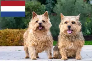 Scopri di più sull'articolo Allevatori di Norwich Terrier e cuccioli nei Paesi Bassi