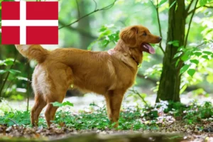 Scopri di più sull'articolo Allevatori di Duck Tolling Retriever in Nuova Scozia e cuccioli in Danimarca