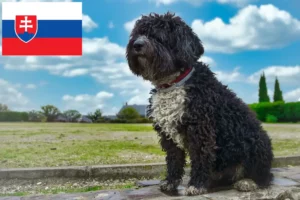 Scopri di più sull'articolo Allevatori di Perro de Agua Español e cuccioli in Slovacchia