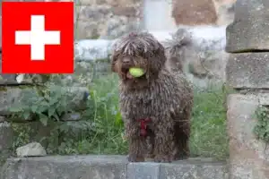 Scopri di più sull'articolo Allevatori di Perro de Agua Español e cuccioli in Svizzera