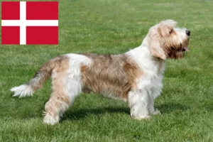 Scopri di più sull'articolo Allevatori di Petit Basset Griffon Vendéen e cuccioli in Danimarca
