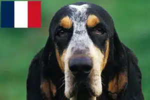 Scopri di più sull'articolo Allevatori di Petit Bleu de Gascogne e cuccioli in Francia