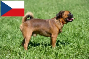 Scopri di più sull'articolo Allevatori di Petit Brabançon e cuccioli in Repubblica Ceca