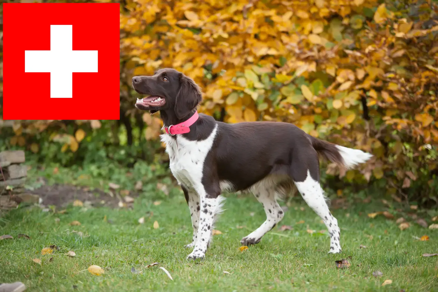 Cuccioli di piccola taglia Münsterländer e allevatori Svizzera Qui potete trovare gli allevatori di Kleine Münsterländer in Svizzera.