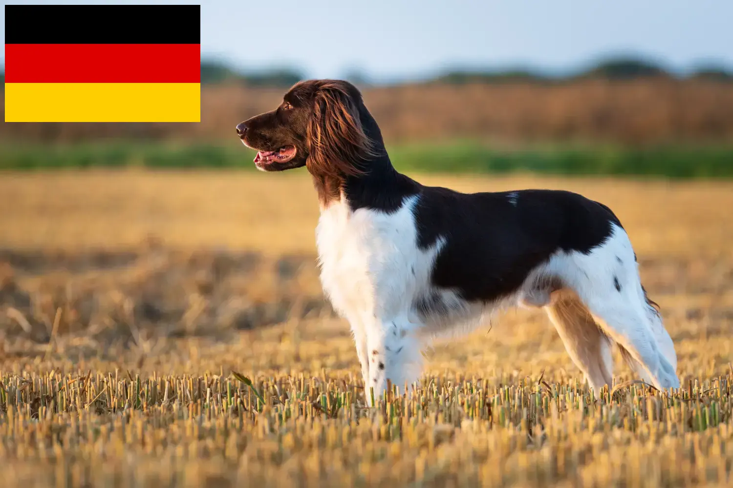 Cuccioli e allevatori di Kleiner Münsterländer Germania Qui potete trovare gli allevatori di Kleine Münsterländer in Germania.