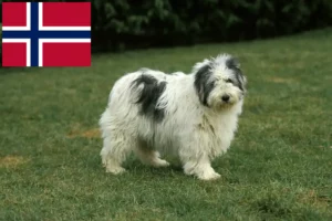 Scopri di più sull'articolo Allevatori e cuccioli PON in Norvegia