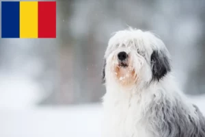 Scopri di più sull'articolo Allevatori e cuccioli PON in Romania