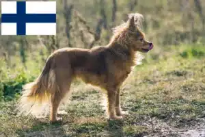 Scopri di più sull'articolo Allevatori e cuccioli di Russkiy Toy in Finlandia