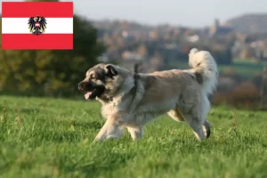 Scopri di più sull'articolo Allevatori di Šarplaninac e cuccioli in Austria