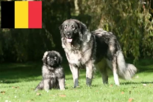 Scopri di più sull'articolo Allevatori di Šarplaninac e cuccioli in Belgio