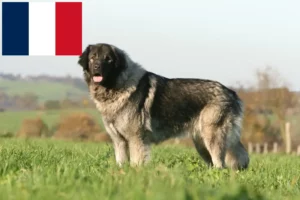 Scopri di più sull'articolo Allevatori e cuccioli di Šarplaninac in Francia