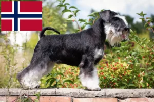 Scopri di più sull'articolo Allevatori di Schnauzer e cuccioli in Norvegia