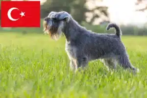 Scopri di più sull'articolo Allevatori di Schnauzer e cuccioli in Turchia