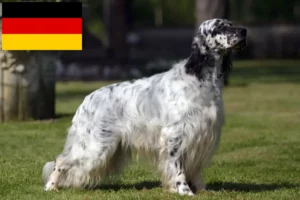 Scopri di più sull'articolo Allevatori di Setter Inglese e cuccioli in Germania