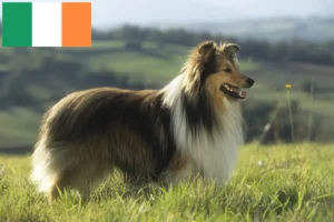 Scopri di più sull'articolo Allevatori e cuccioli di Sheltie in Irlanda