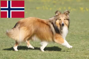 Scopri di più sull'articolo Allevatori di Sheltie e cuccioli in Norvegia