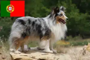 Scopri di più sull'articolo Allevatori e cuccioli di Sheltie in Portogallo