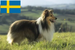 Scopri di più sull'articolo Allevatori di Sheltie e cuccioli in Svezia