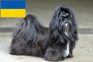 Scopri di più sull'articolo Allevatori di Shih Tzu e cuccioli in Ucraina