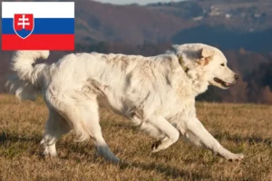Scopri di più sull'articolo Allevatori e cuccioli di Slovensky Cuvac in Slovacchia