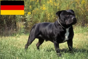 Scopri di più sull'articolo Allevatori di Staffordshire Bull Terrier e cuccioli in Germania