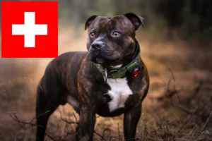 Scopri di più sull'articolo Allevatori di Staffordshire Bull Terrier e cuccioli in Svizzera