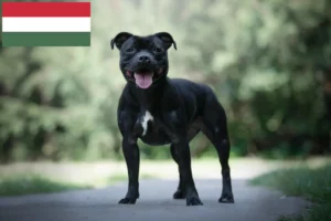Scopri di più sull'articolo Allevatori di Staffordshire Bull Terrier e cuccioli in Ungheria