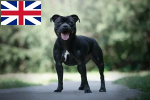 Scopri di più sull'articolo Allevatori di Staffordshire Bull Terrier e cuccioli nel Regno Unito