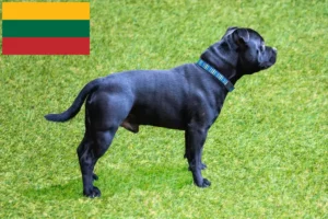 Scopri di più sull'articolo Allevatori di Staffordshire Bull Terrier e cuccioli in Lituania