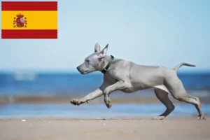 Scopri di più sull'articolo Allevatori di Thai Ridgeback e cuccioli in Spagna