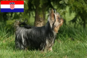 Scopri di più sull'articolo Allevatori di Yorkshire Terrier e cuccioli in Croazia