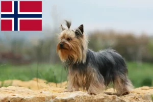 Scopri di più sull'articolo Allevatori di Yorkshire Terrier e cuccioli in Norvegia