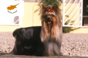 Scopri di più sull'articolo Allevatori di Yorkshire Terrier e cuccioli a Cipro