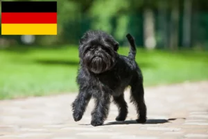 Scopri di più sull'articolo Allevatori di Affenpinscher e cuccioli in Germania