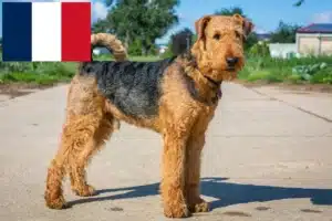 Scopri di più sull'articolo Allevatori di Airedale Terrier e cuccioli in Francia