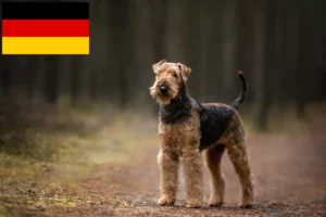 Scopri di più sull'articolo Allevatori e cuccioli di Airedale Terrier in Germania