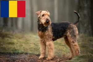 Scopri di più sull'articolo Allevatori di Airedale Terrier e cuccioli in Romania