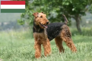 Scopri di più sull'articolo Allevatori e cuccioli di Airedale Terrier in Ungheria