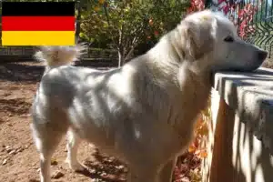Scopri di più sull'articolo Allevatori di Akbash e cuccioli in Germania