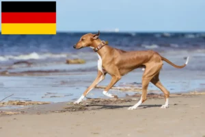 Scopri di più sull'articolo Allevatori e cuccioli di Azawakh in Germania