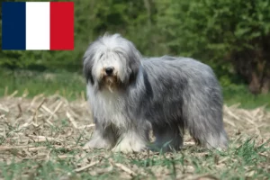 Scopri di più sull'articolo Allevatori di Collie Barbuto e cuccioli in Francia
