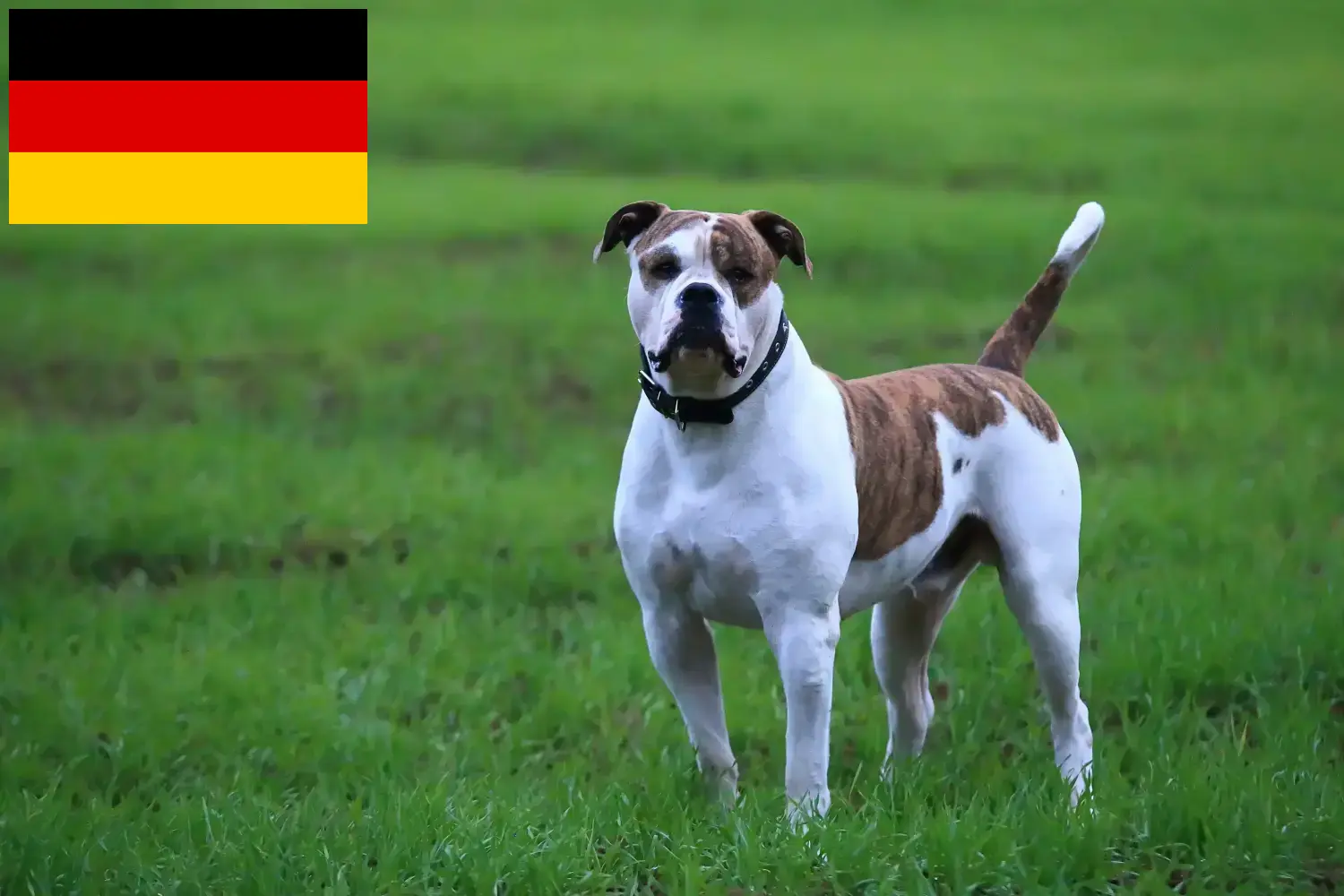 Scopri di più sull'articolo Allevatori e cuccioli di American Bulldog in Germania
