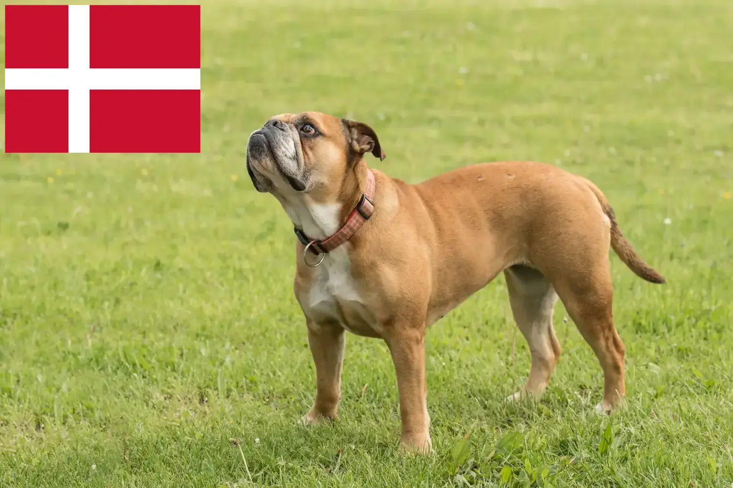 Cuccioli di Bulldog Continentale e allevatori Danimarca Trova gli allevatori di Bulldog Continentali in Danimarca.