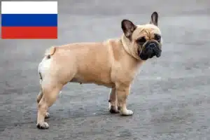 Scopri di più sull'articolo Allevatori di Bulldog francesi e cuccioli in Russia