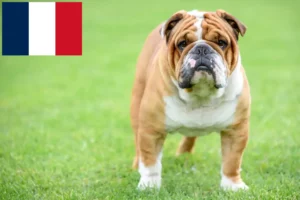 Scopri di più sull'articolo Allevatori di Bulldog Inglese e cuccioli in Francia