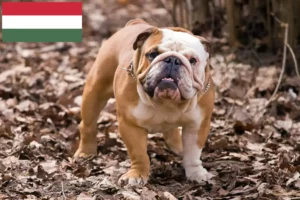 Scopri di più sull'articolo Allevatori di Bulldog Inglese e cuccioli in Ungheria