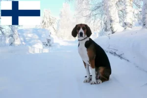 Scopri di più sull'articolo Allevatori di cani da caccia finlandesi e cuccioli in Finlandia