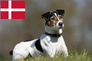 Scopri di più sull'articolo Allevatori di cani da fattoria danese-svedese e cuccioli in Danimarca